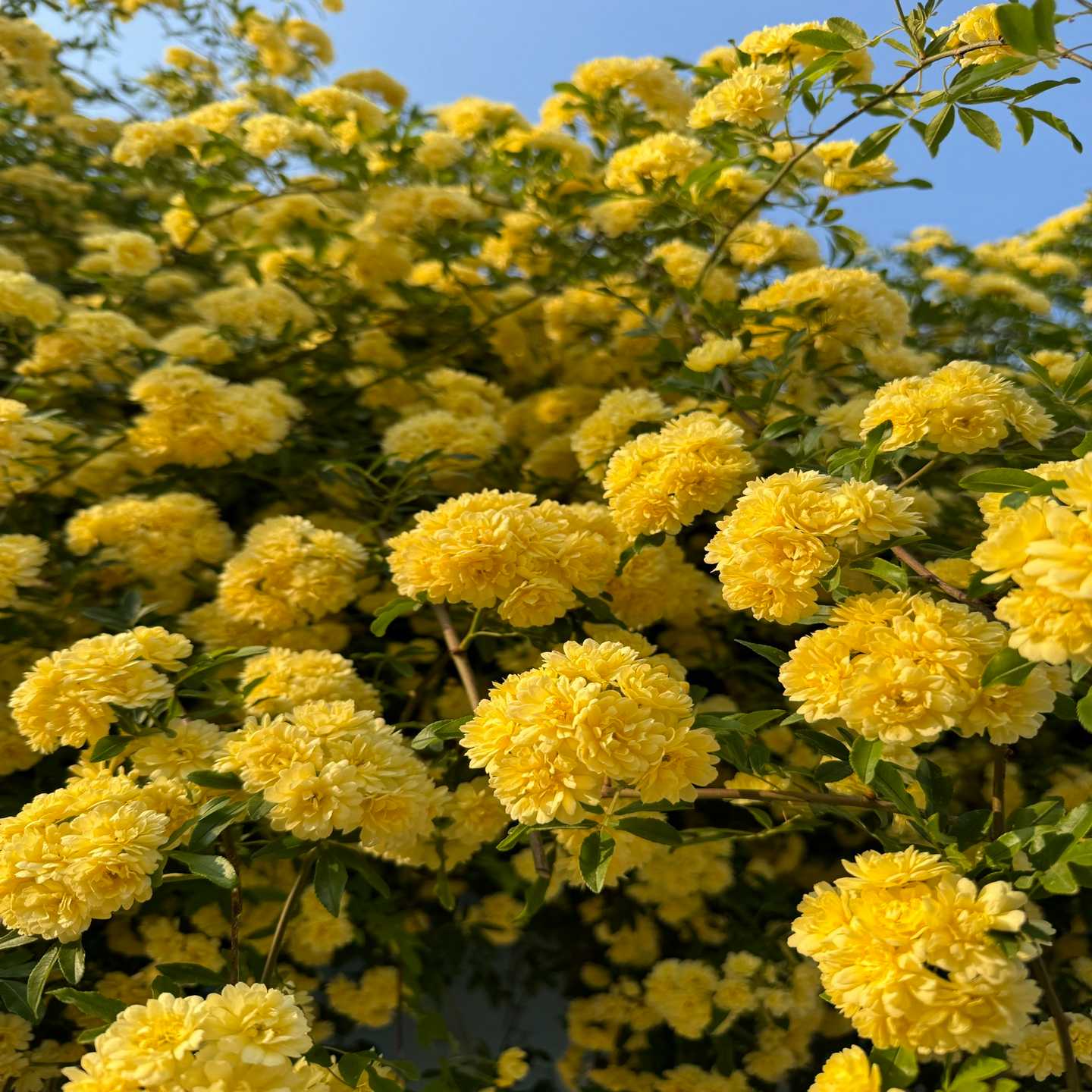 议价华为S7X08000全新原装正品8口10GE万兆SFPv现货/维修