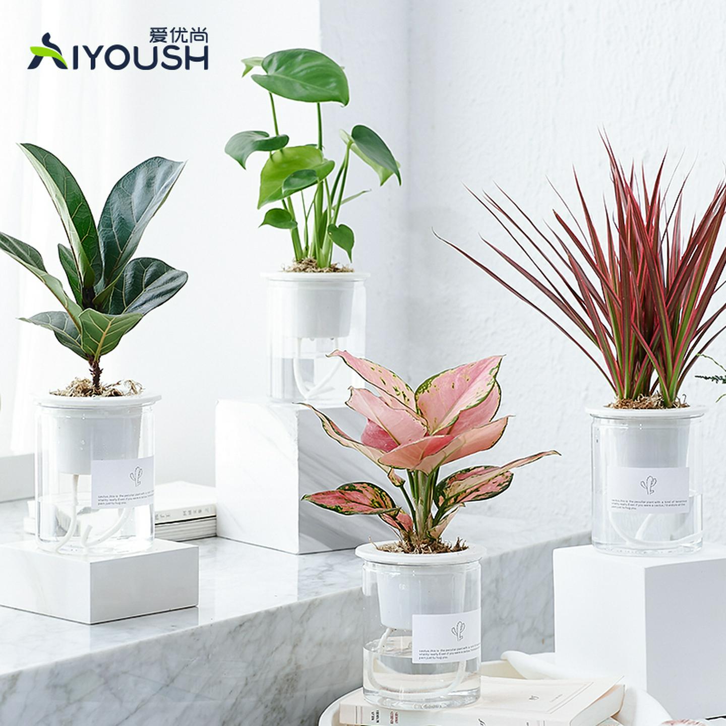 常春藤龟背竹小盆栽鸟巢蕨水培植物绿植盆栽室内水养琴叶榕发财树