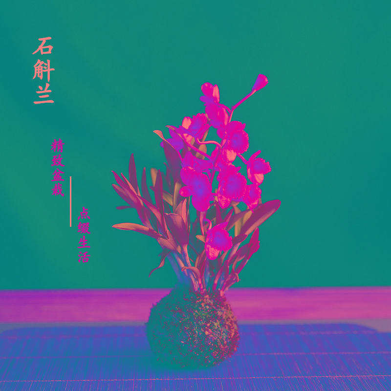 懒人植物澳洲香水石斛兰盆栽办公室花卉室内微盆景水培植物苔