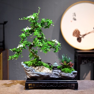 福建茶盆栽盆景室内客厅好养喜光小植物桌面禅意微盆景开花小绿植