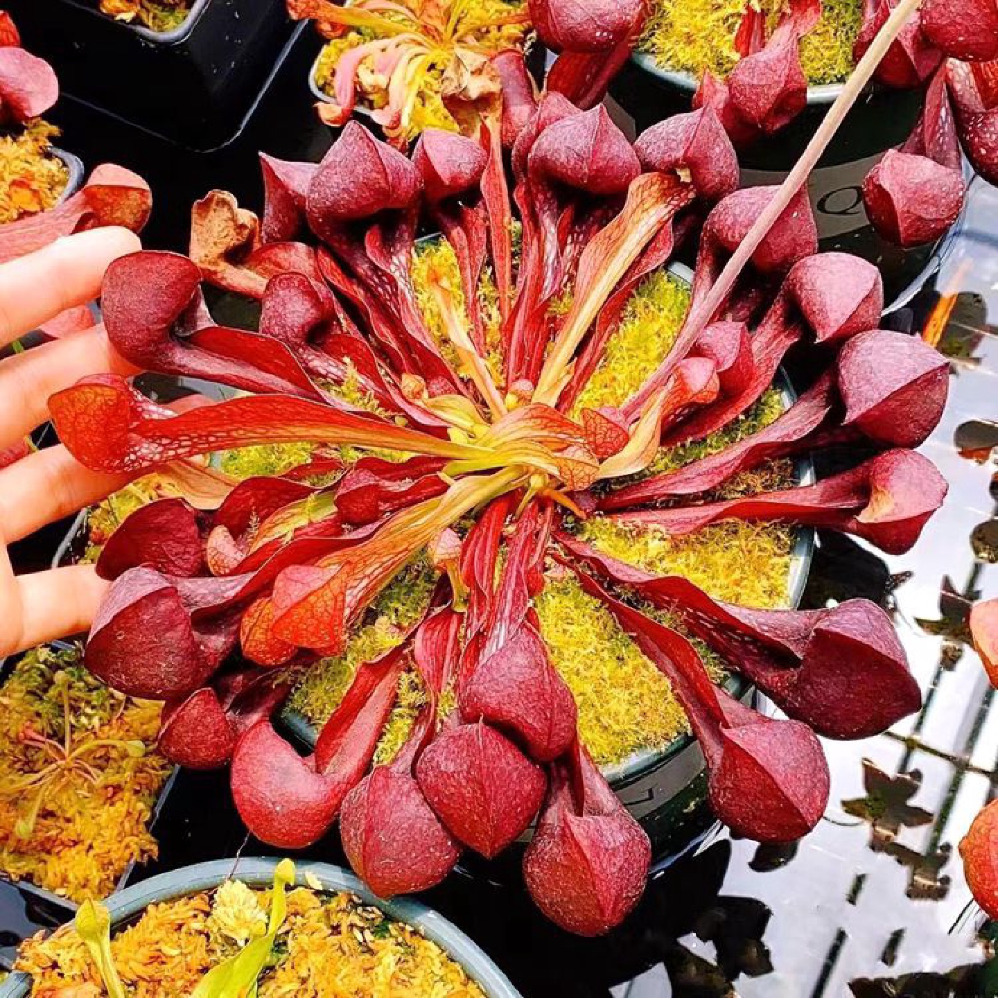 海湾巨人鹦鹉瓶子草盆栽食虫植物捕蝇草趣味绿植花卉窗水培驱蚊草
