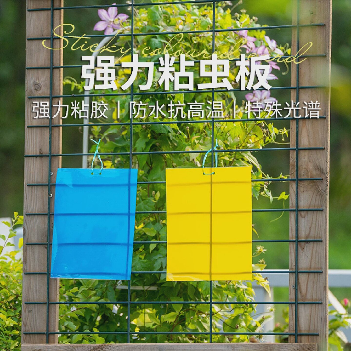 天狼黄板双面粘虫板诱虫板蓝板粘杀蓟马粉虱小黑飞