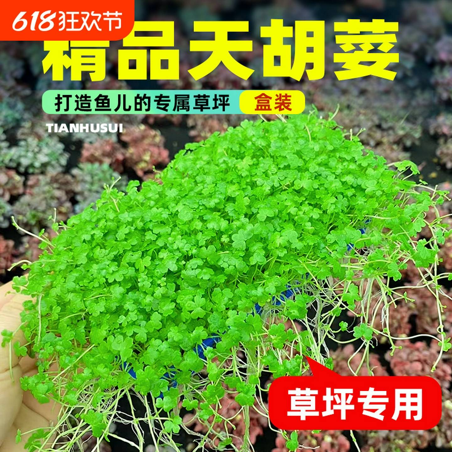 鱼缸天胡荽水草盒装天湖荽网片造景草坪专用爬地矮珍珠水培净水草