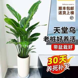 花卉大叶植物新房家用吸甲醛 天堂鸟盆栽客厅办公室内大型绿植四季