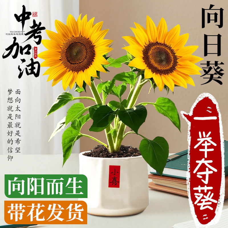 向日葵盆栽带花高考一举夺魁光辉岁月太阳花苗室内好养活花卉