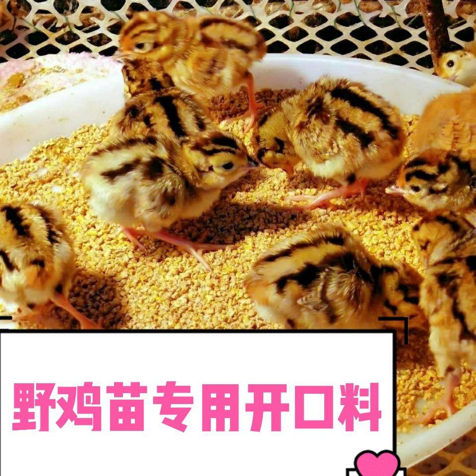 七彩山鸡幼苗饲料刚出生小鸡雏饲料斗鸡竹鸡鹧鸪鹌鹑通用四斤