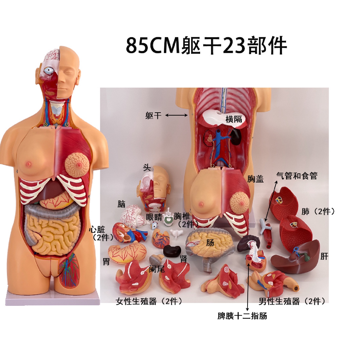 85CM两性性躯干可拆分为23件人体躯干模型人体躯干模型附内脏