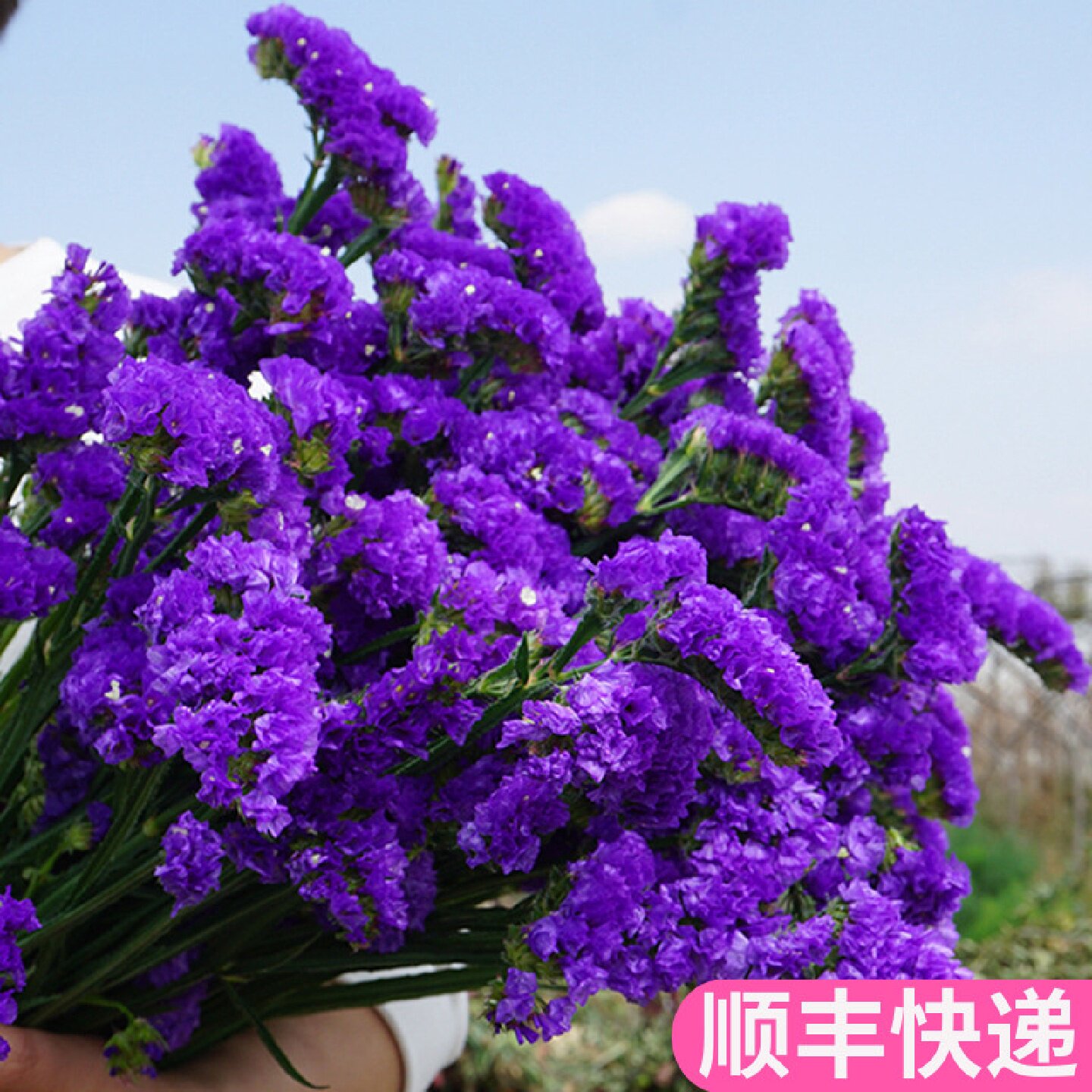 家庭简约家居卧室勿忘我干花云南花束真花家居客厅摆设装饰插花