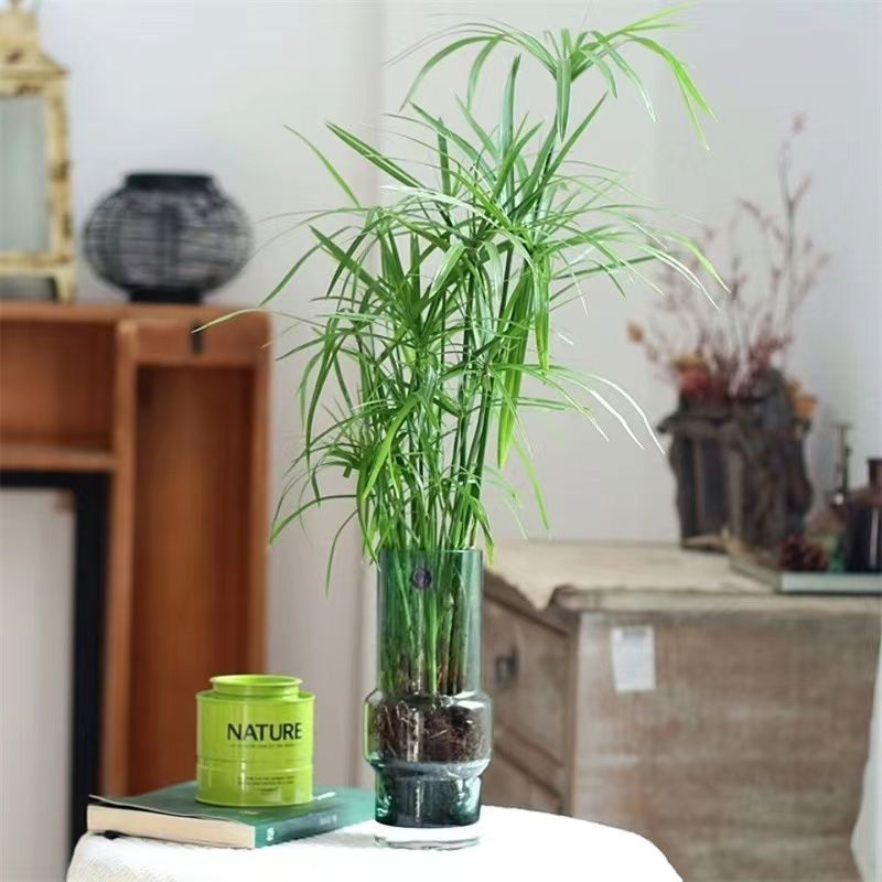 水竹植物盆栽旱伞草风车草龟缸鱼池水培挺水植物沼泽过滤净化