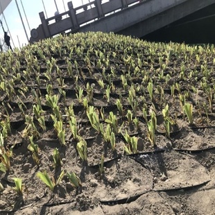 土工格室hdpe蜂巢土工格室种植绿化路基加筋固河道护坡边坡固土