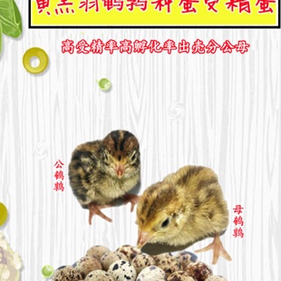 黄羽鹌鹑种蛋受精蛋鹌鹑蛋受精种蛋可孵化蛋受精卵安纯宠物鸟安春