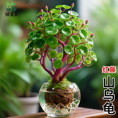 山乌龟爬藤植物一叶龟种球盆栽办公室内客厅桌面好养活绿植小摆件