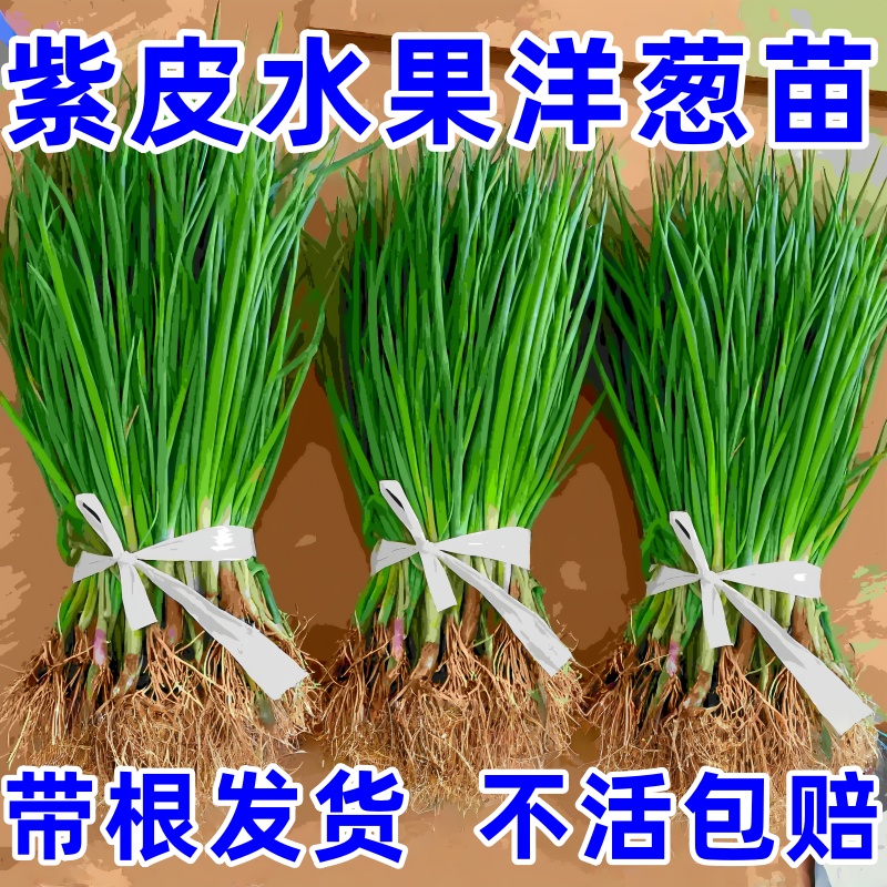 洋葱秧苗山东紫皮洋葱苗水果洋葱苗耐寒易活新鲜栽苗秧子现挖现卖