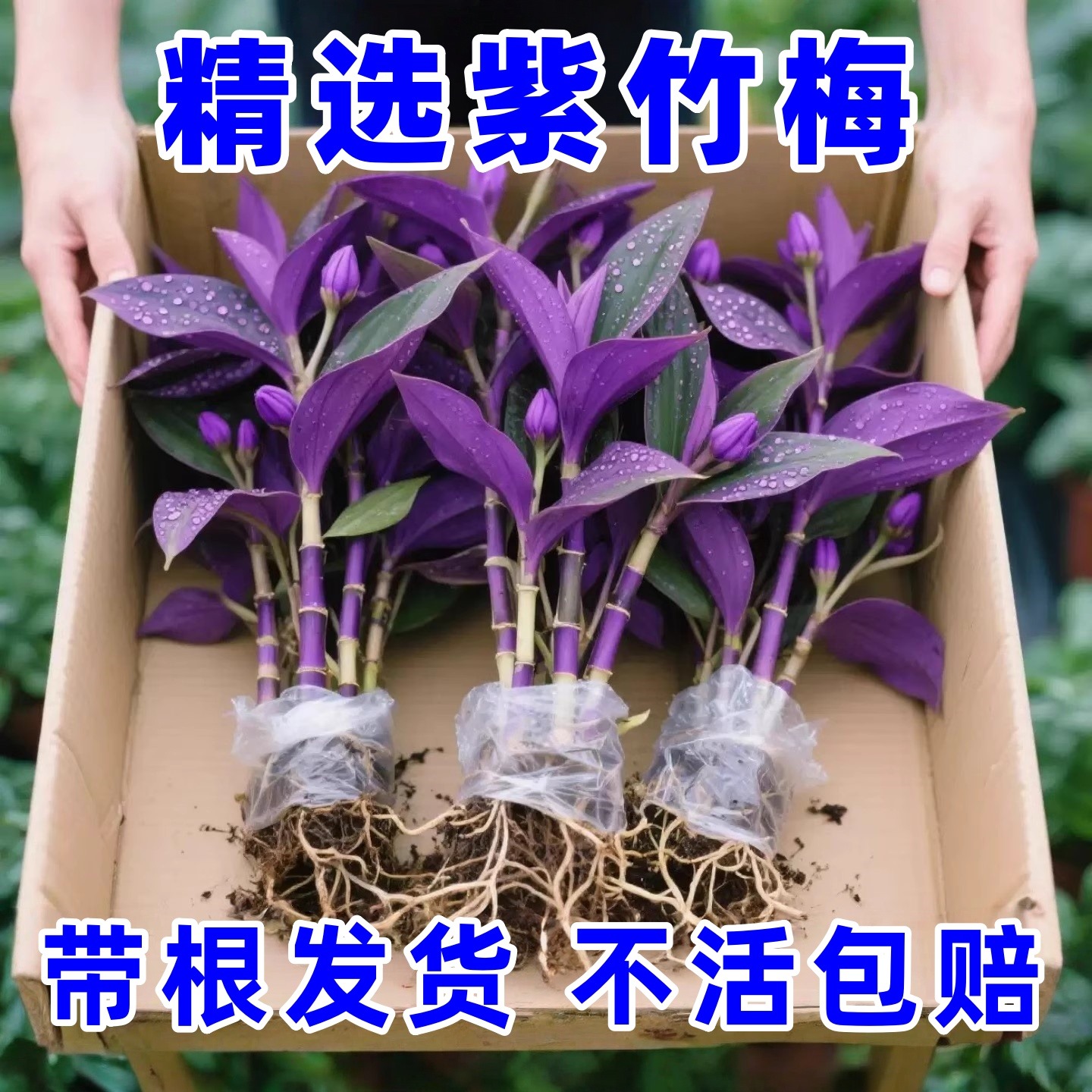 紫竹梅盆栽花卉植物紫色吊兰紫罗兰喜光好养植物鸭芷草好养活绿植