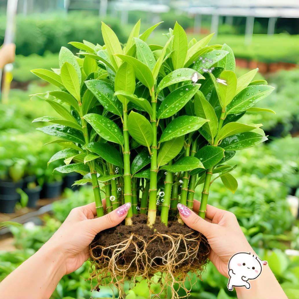 驱蚊竹柏水培植物大棵绿植花卉客厅办公室内桌面盆栽驱蚊神器好养