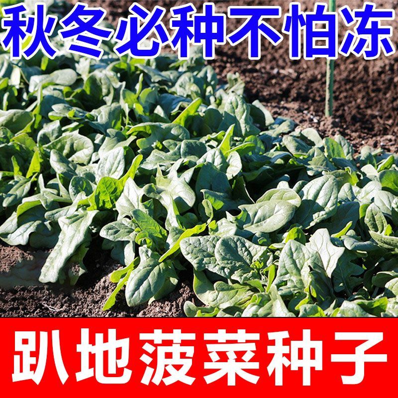 趴地菠菜种子老品种塌地菠春秋冬季耐寒耐热菜种红根菠菜易种蔬菜