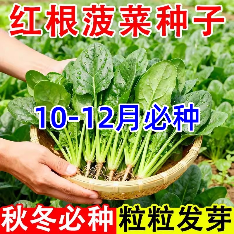 小叶菠菜种子耐寒高产四季越冬大叶菠菜红根速生阳台趴地蔬菜种籽