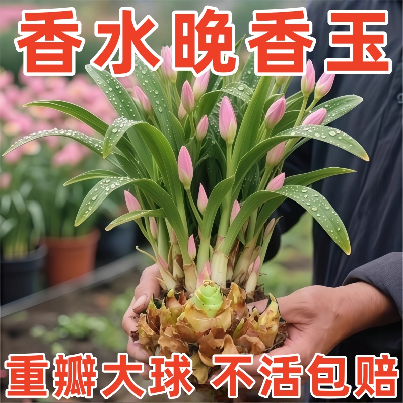 重瓣香水晚香玉种球大花浓香四季花卉耐寒盆地栽绿植懒人养不死花