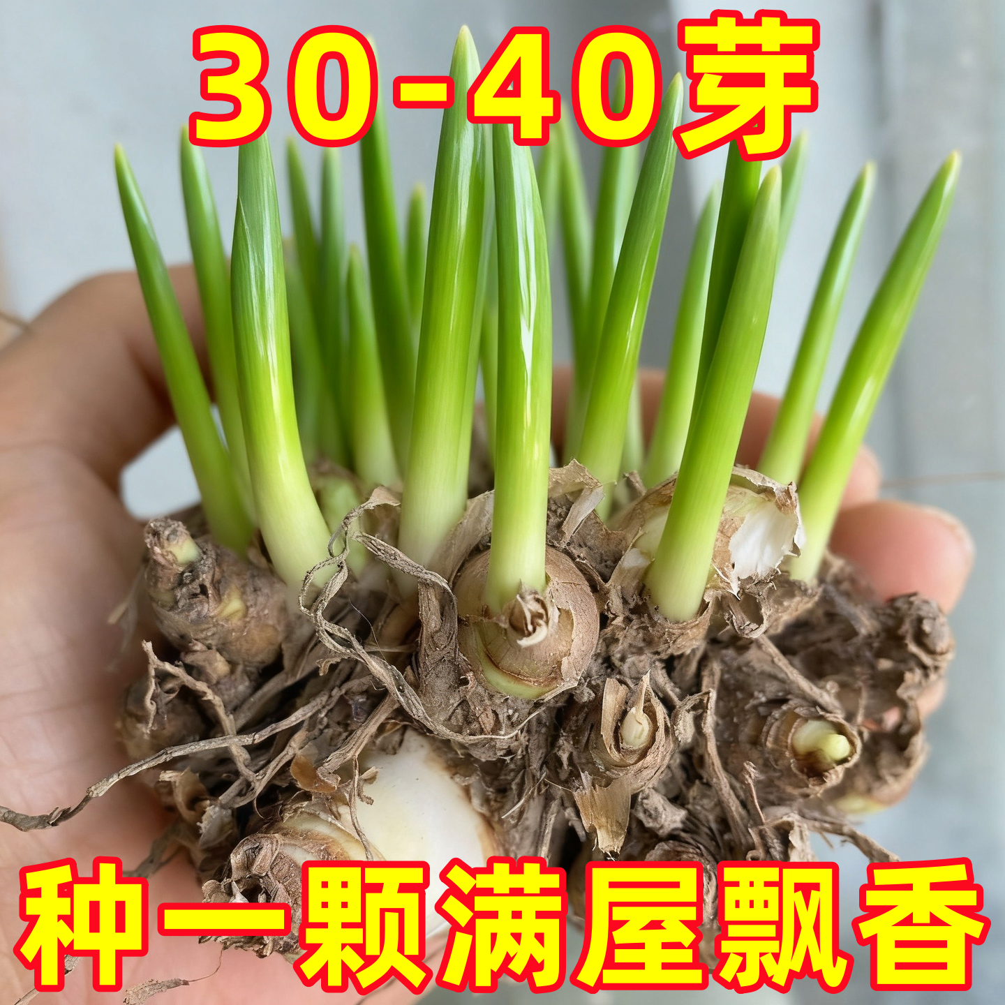 晚香玉带花苞特大号重瓣大花球根带生浓香型切花庭院阳台花卉盆栽