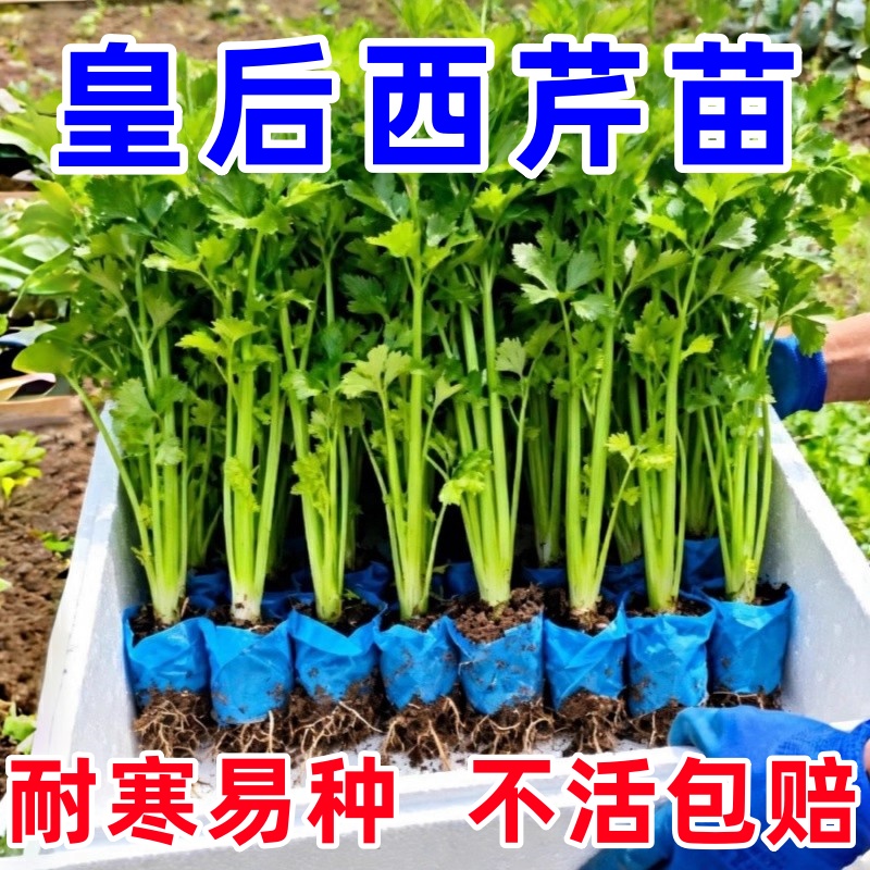 正宗寿光芹菜苗秧带土小香芹西芹红芹菜苗秧各种蔬菜秧苗本地根苗