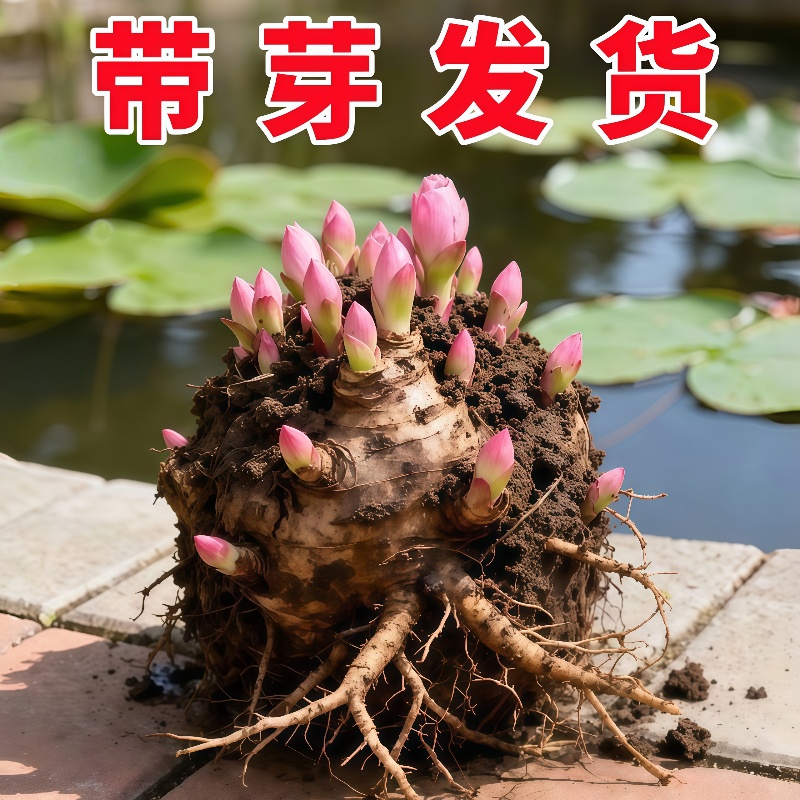 菏泽芍药花苗种球荷兰进口芍药根块花卉绿植大花正宗盆栽庭院窗台