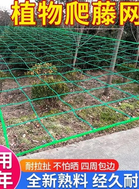 植物爬藤网黄瓜丝瓜爬藤网爬藤网瓜蒌百香果攀爬网搭架网爬藤网