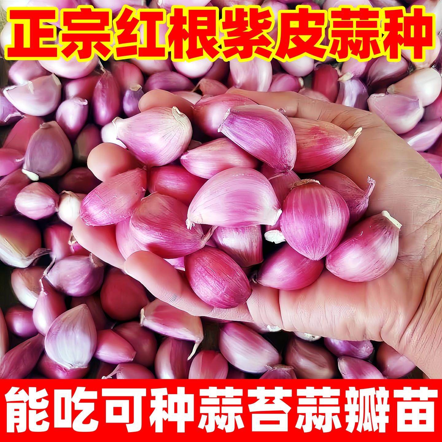 紫皮大蒜种子红皮大蒜苗种籽红根蒜苗本地大蒜头蒜瓣蒜种蔬菜种孑,鲜花速递/花卉仿真/绿植园艺,种苗/半成品盆栽,淘宝优惠券,粉丝福利购,淘宝优惠卷