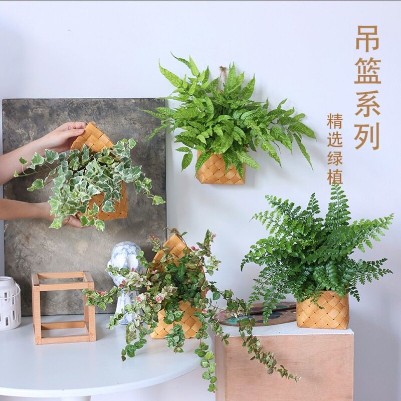 框壁挂绿植墙面装饰植物盆栽雪莹吉姆蕨绿萝室内植物盆栽