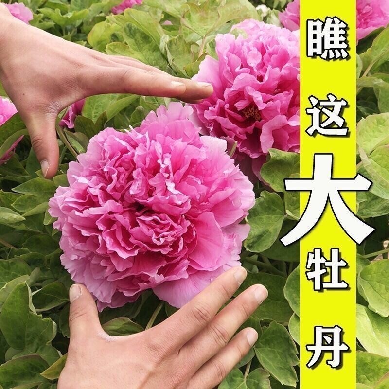 牡丹花树苗盆栽大苗洛阳正宗带花苞牡丹花种四季重瓣花卉牡丹花苗
