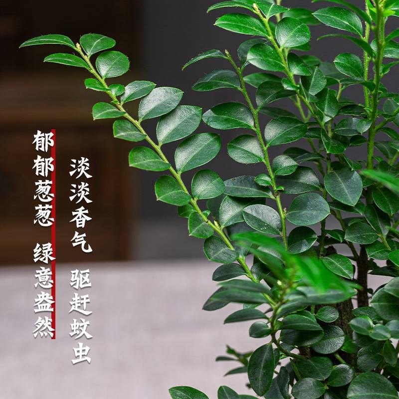 小叶紫檀盆景绿植盆栽室内办公室桌面花卉树苗植物老桩四季好养活