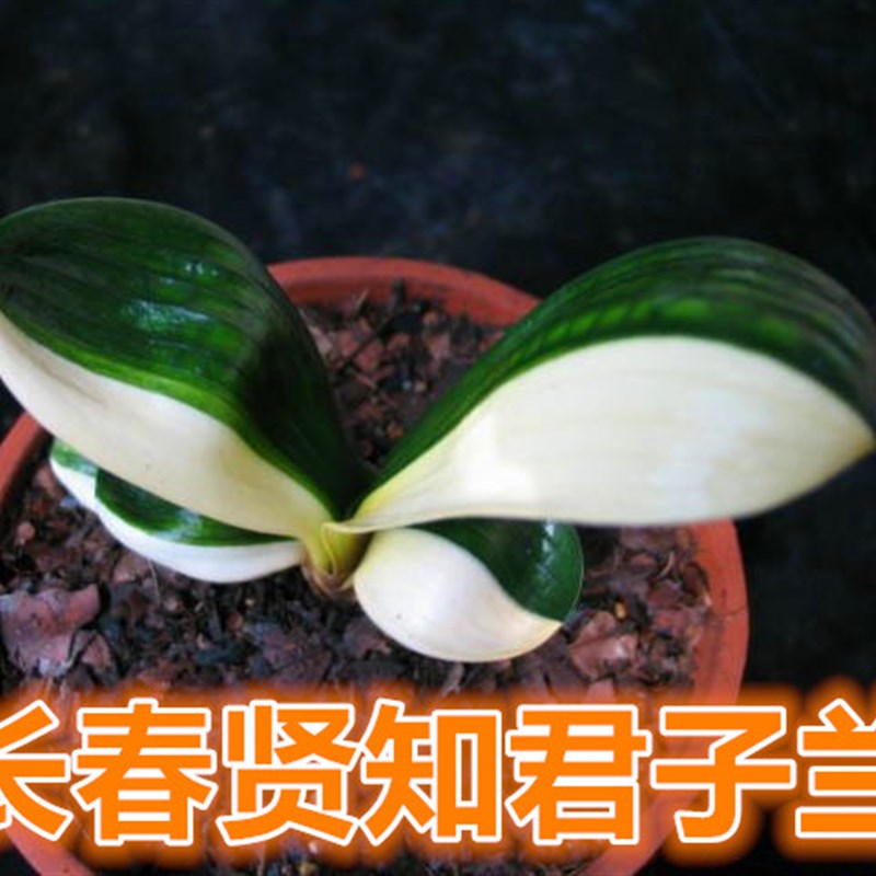 长春君子兰国兰彩兰冰绿鸳鸯瓷白覆轮一线天金丝彩小苗绿植包邮