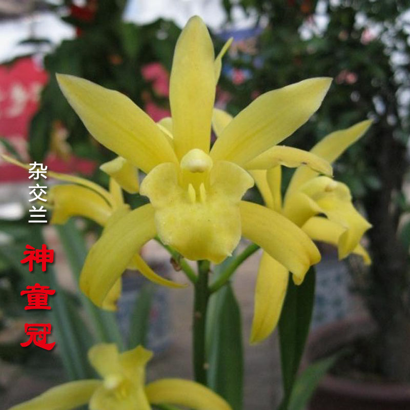 浓香大花蕙兰建兰神童冠 带盆 金边叶艺兰花 室内外盆栽花卉植物
