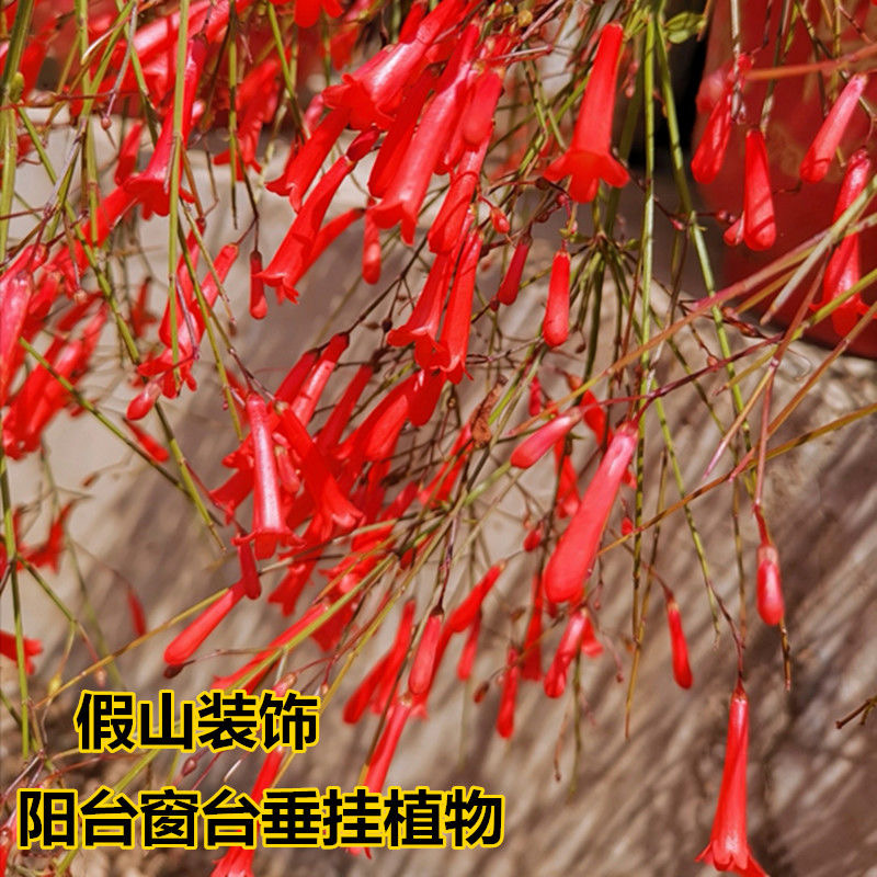 喜庆植物吉祥草垂挂盆栽植物炮仗竹鞭炮竹花苗红鞭炮花多年生草本