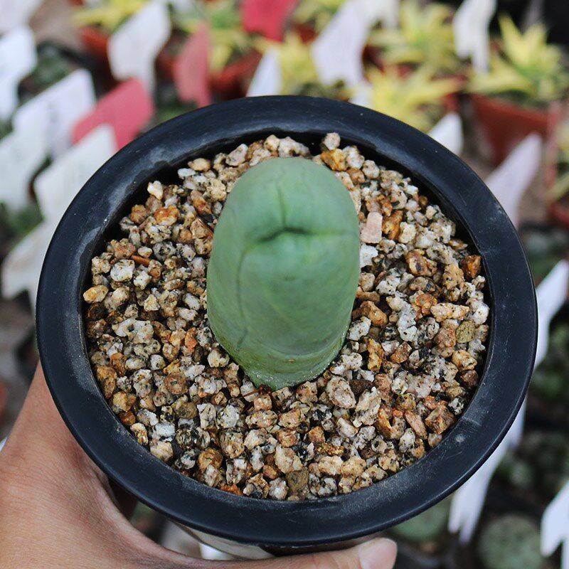 成程柱程程柱趣味美观稀有好养易度夏仙人柱仙人掌多肉观赏小盆栽