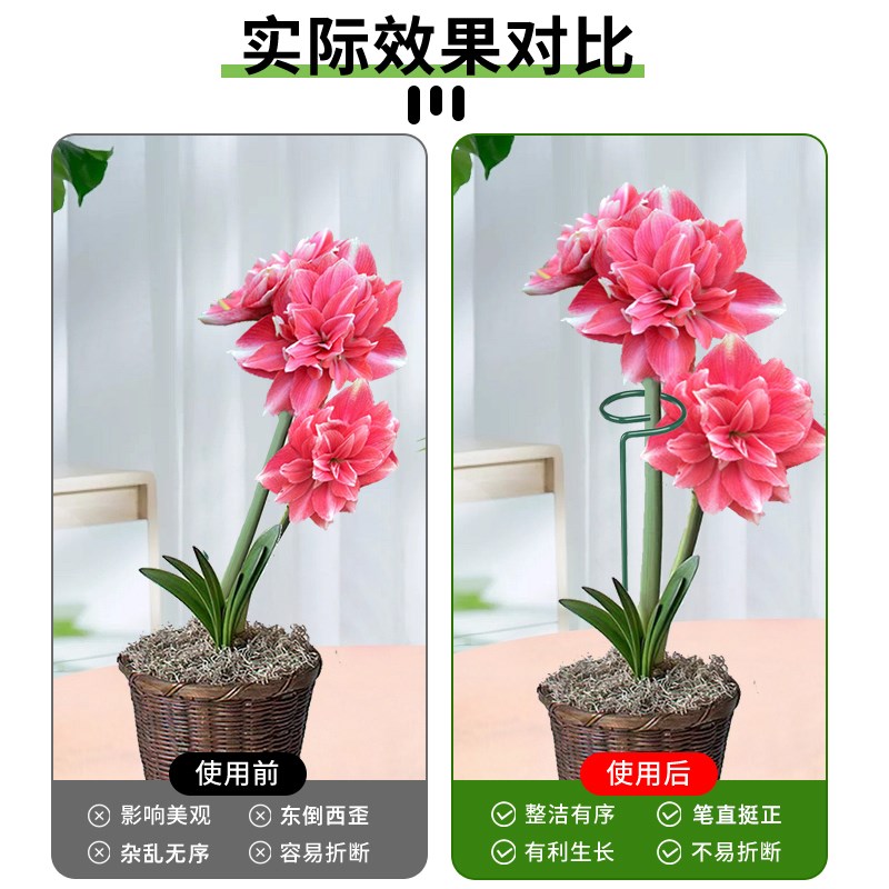 植物防倒伏支架铁艺绣球吊兰支撑杆园艺固定架爬藤花卉朱顶红花架