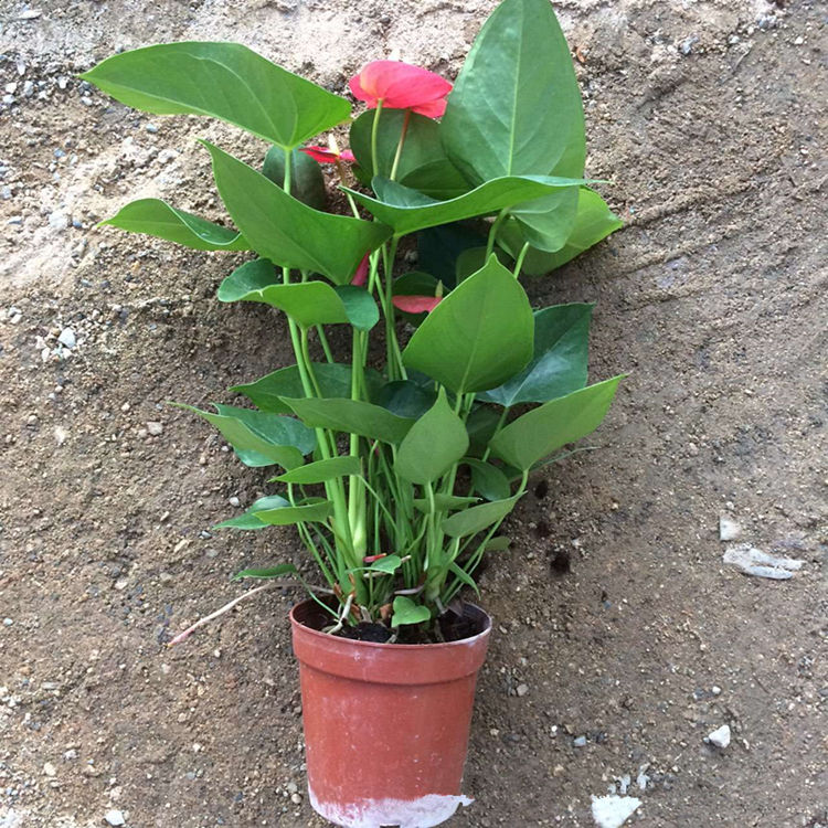 红掌白掌粉掌水培花卉土培盆栽室内办公桌绿植四季开鲜花净化空气