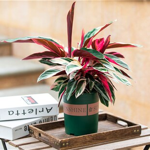 彩叶竹芋盆栽室内客厅办公室阳台好养植物观叶绿植七彩孔雀竹芋苗