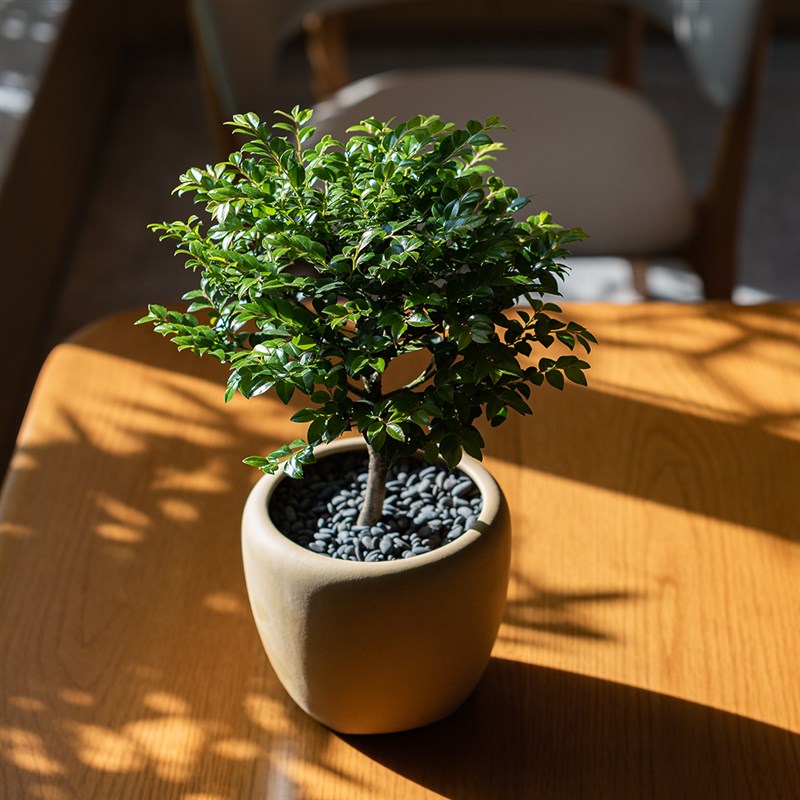 单杆小叶紫檀耐阴旱盆景室内绿植物礼黑骨茶四季常青带盆栽好养活