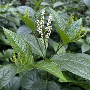 白珠兰花 四季开花金粟兰阳台室内盆栽珠兰花 白珠兰 鱼子兰花苗