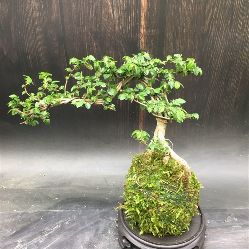 苔藓球小叶榔榆苗老桩提根怪桩榆树盆栽悬崖附石造型盆景室内好养