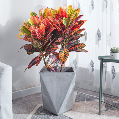 变叶木盆栽 变色木彩叶盆景走廊阳台观赏常用室外造景绿植物花卉