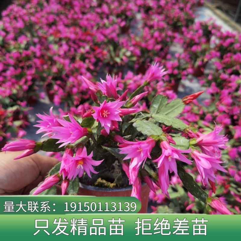 花镜植物仙指兰盆栽带花苞多色可嫁接蟹爪兰四季开花好养花卉植物