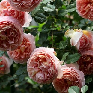 P18中大苗亚伯拉罕达比蓝色阴雨月季花阳台可地栽户外花园苗清欢