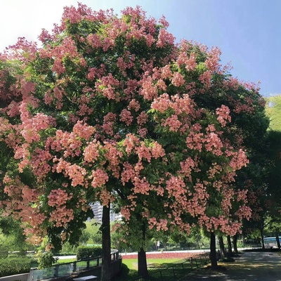 栾树树苗四季大树行道树风景大树