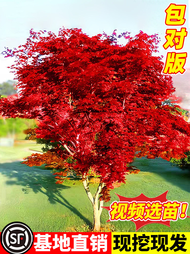 Саженцы японского красного клена Four Seasons red Maihime бонсай из старой кучи во внутреннем дворе виллы ландшафтные растения для озеленения деревьев растения в горшках на открытом воздухе Изображение 1
