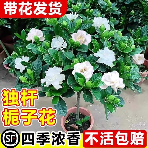 独杆棒棒糖栀子花盆栽四季树苗室内带花苞浓香型牡丹花卉绿植开