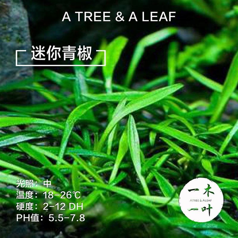绿温蒂椒草 迷你青椒 喷泉椒 缎带椒 椒草合集 水下叶 中景草