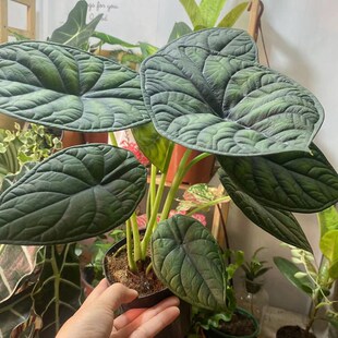 神盾海芋龙鳞海芋除甲醛观叶植物盆栽室内客厅网红热植室内好养活