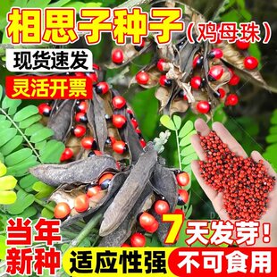 相思豆种子 鸡母珠种子 孔雀豆种子 海红豆种子 美人豆红豆种子