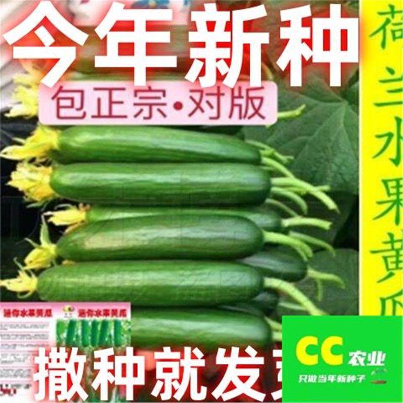 荷兰无刺水果黄瓜种子进口小黄瓜种籽节节瓜四季地栽阳台盆栽蔬菜